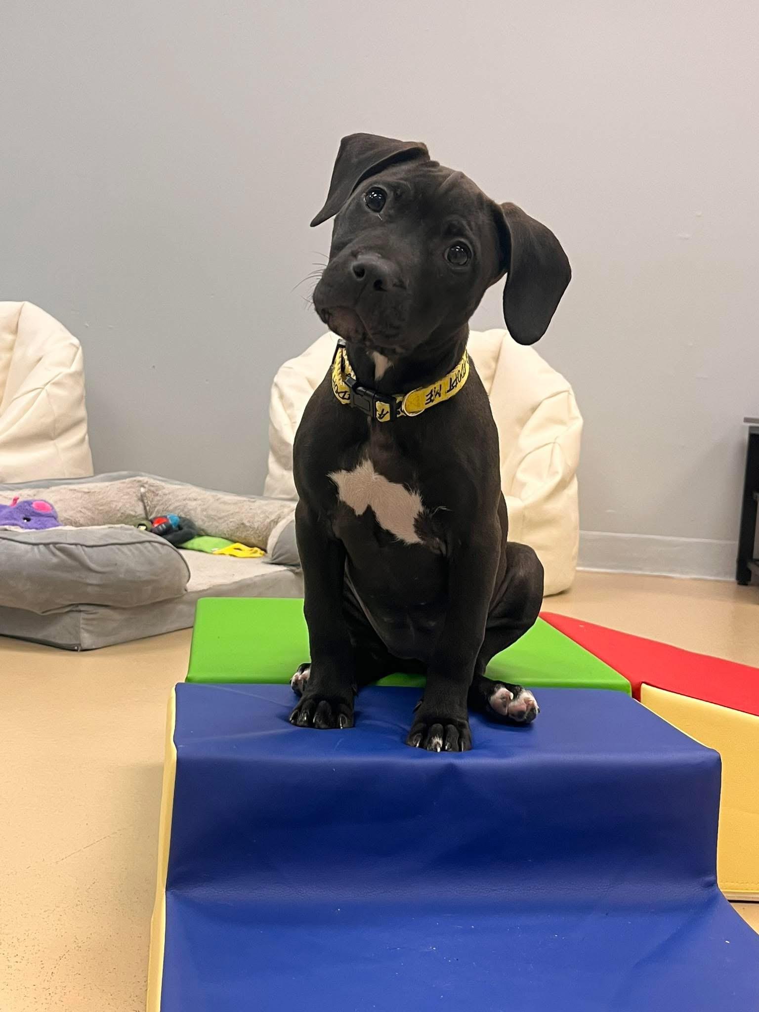 Enlarge Hummingbird, a ADOPTABLE mixed breed in Oceanport, NJ image 5/5