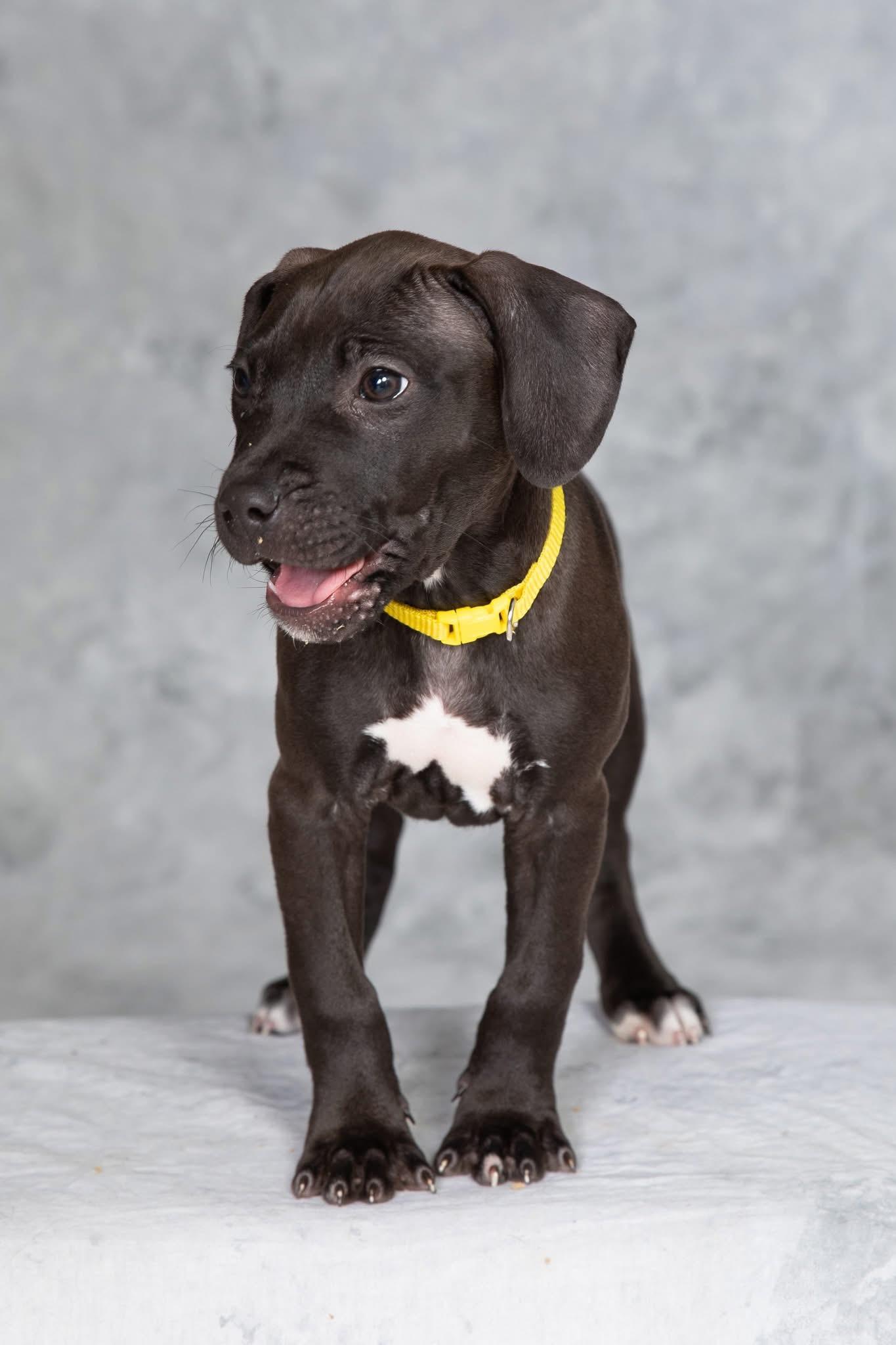 Enlarge Hummingbird, a ADOPTABLE mixed breed in Oceanport, NJ image 3/5
