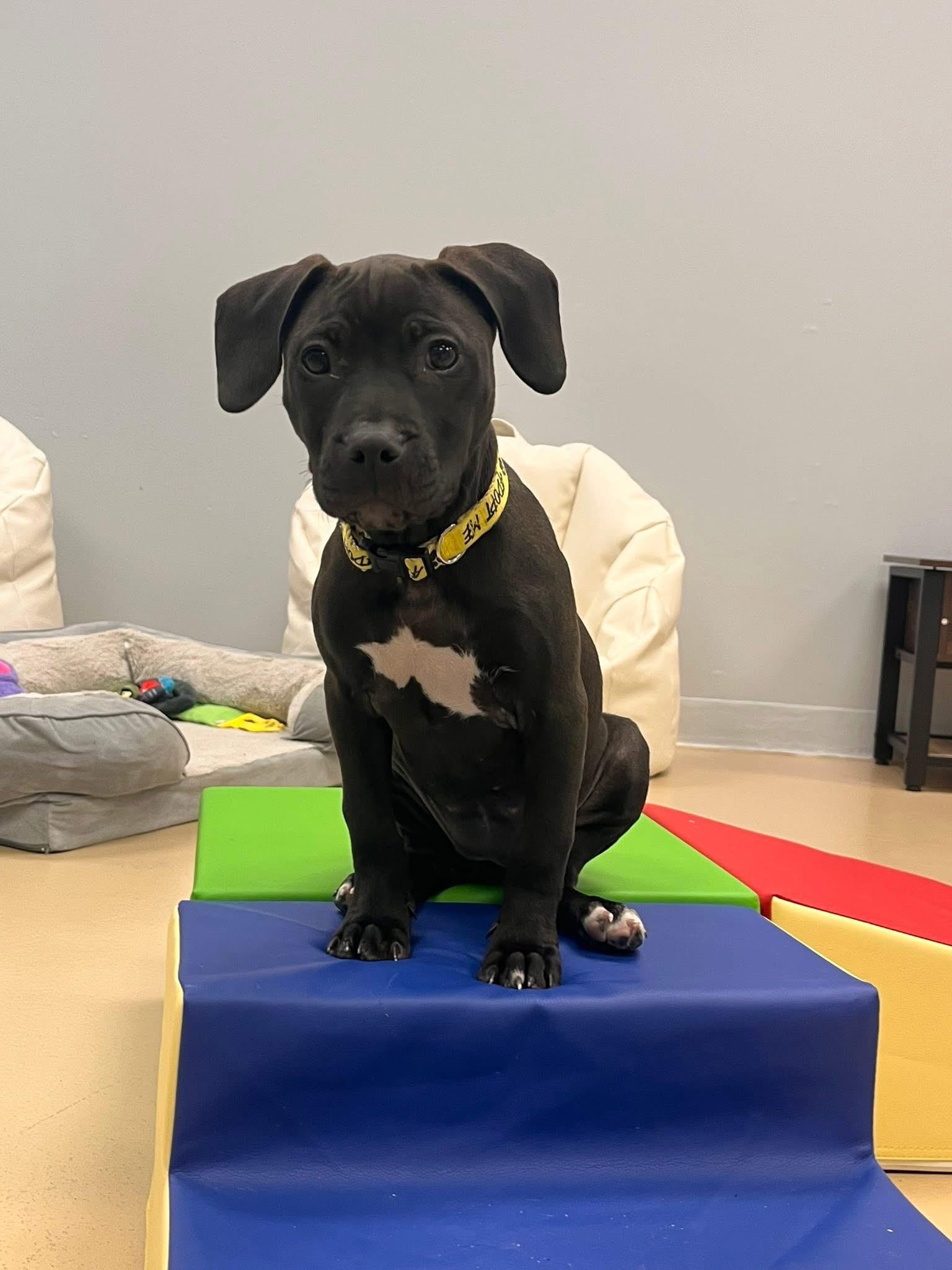 Enlarge Hummingbird, a ADOPTABLE mixed breed in Oceanport, NJ image 4/5