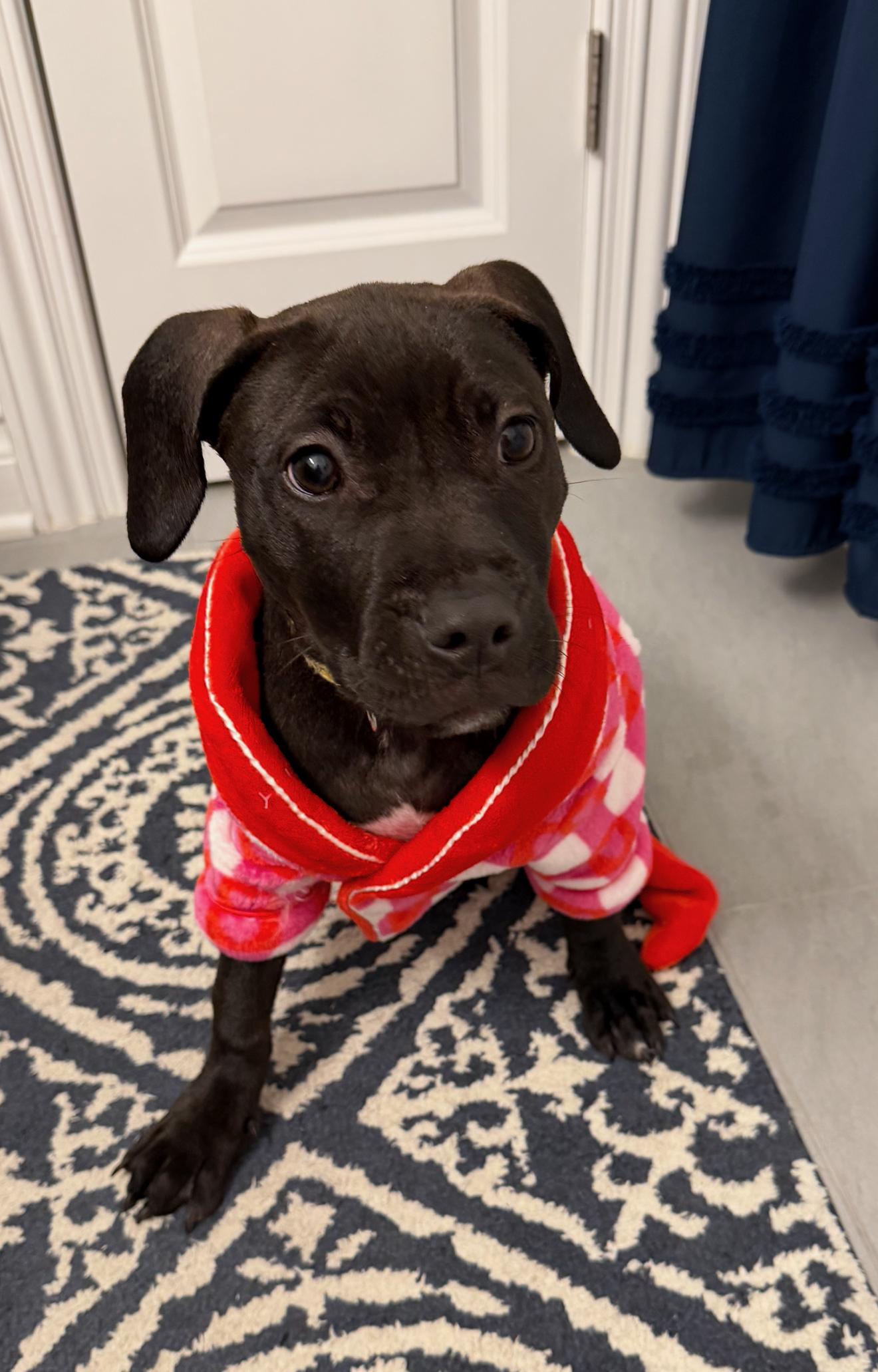 Enlarge Hummingbird, a ADOPTABLE mixed breed in Oceanport, NJ image 5/5