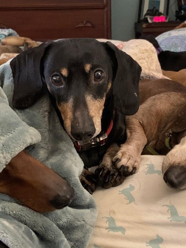 Wally, Adopted, Senior Male Dachshund.