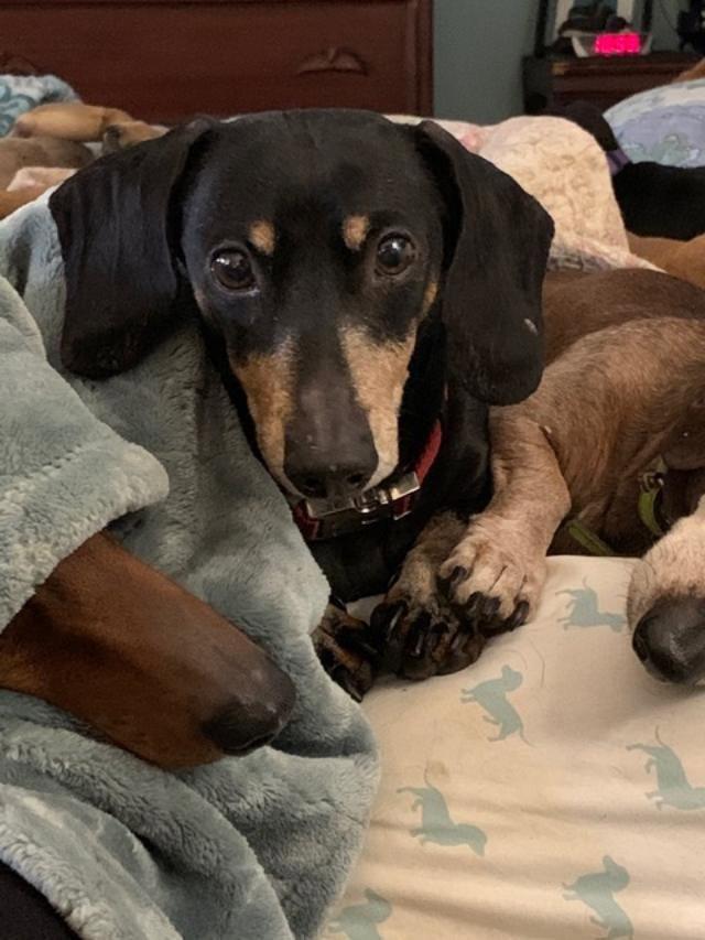 Enlarge Wally, a Adopted Dachshund in Pearland, TX image 2/3