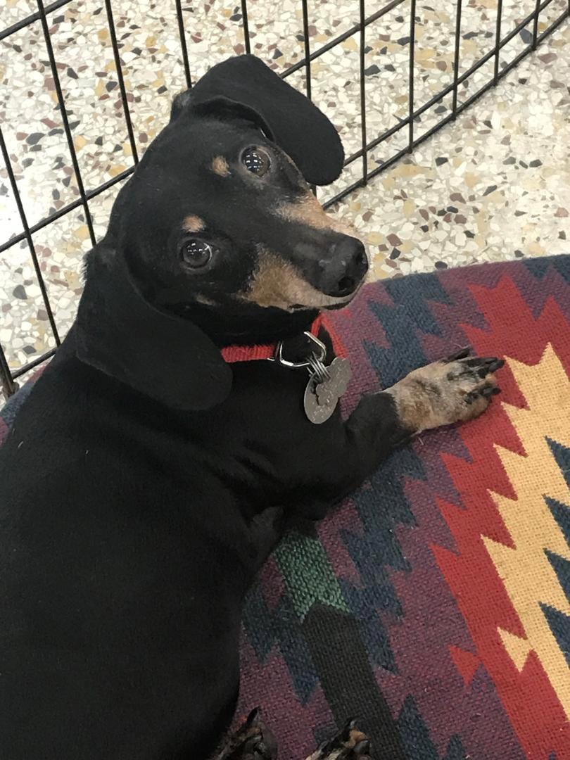 Enlarge Wally, a Adopted Dachshund in Pearland, TX image 3/3