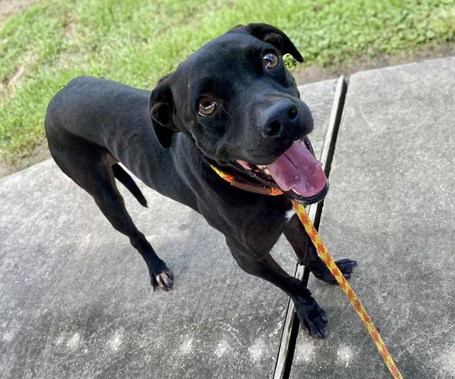 Enlarge ANGUS, a Adoptable mixed breed in Conroe, TX image 1/1