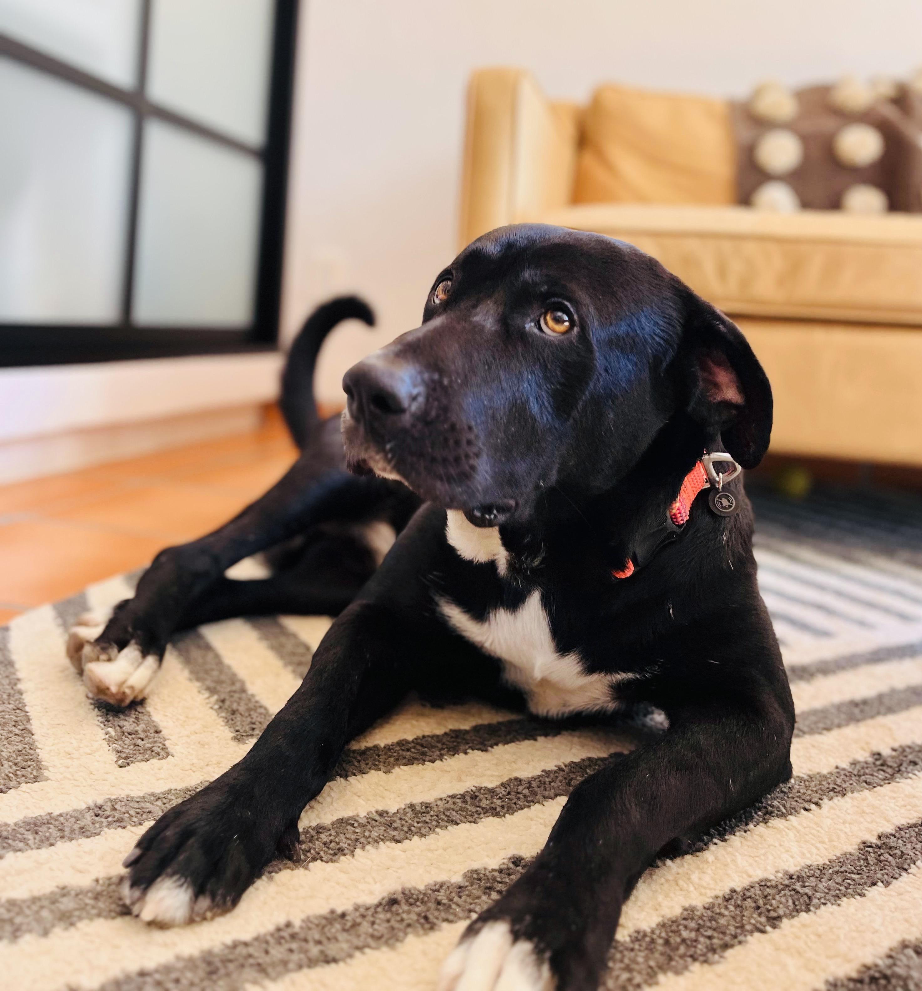 Rico, an adopted mixed breed in oregon city, OR image 1/6