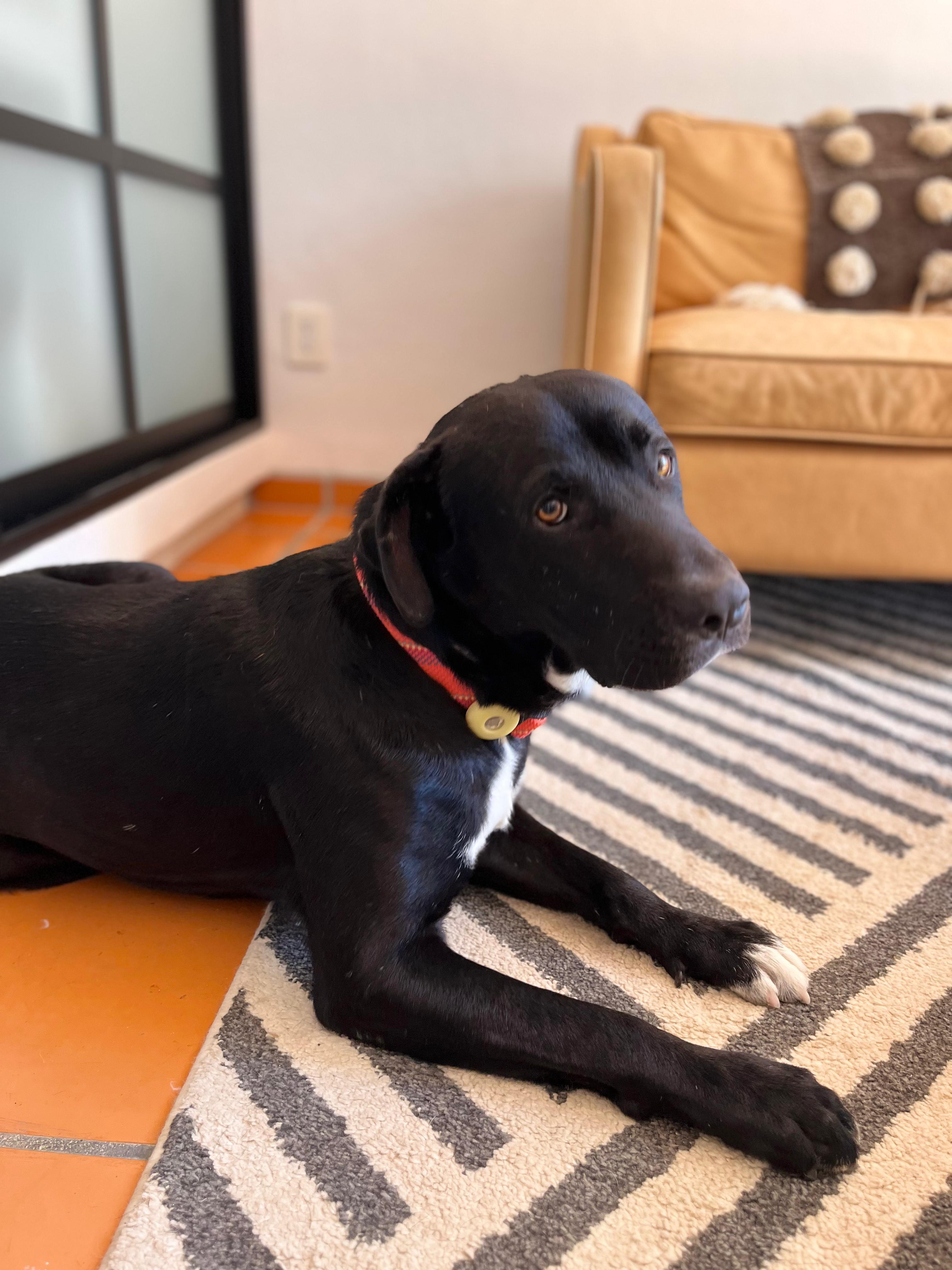 Rico, an adopted mixed breed in oregon city, OR image 6/6