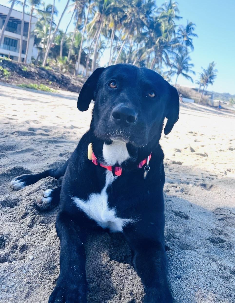 Rico, an adopted mixed breed in oregon city, OR image 4/6
