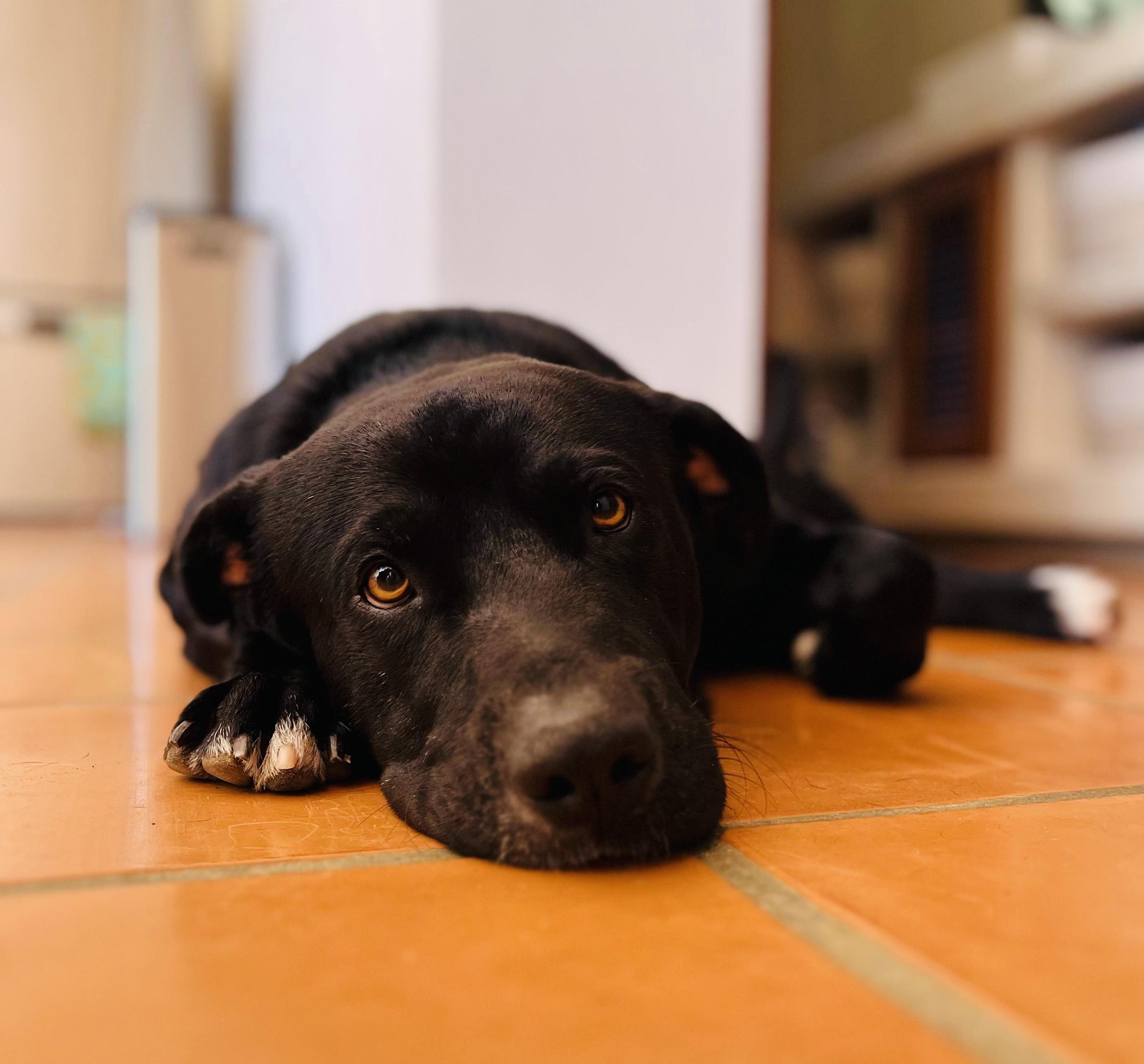 Rico, an adopted mixed breed in oregon city, OR image 2/6