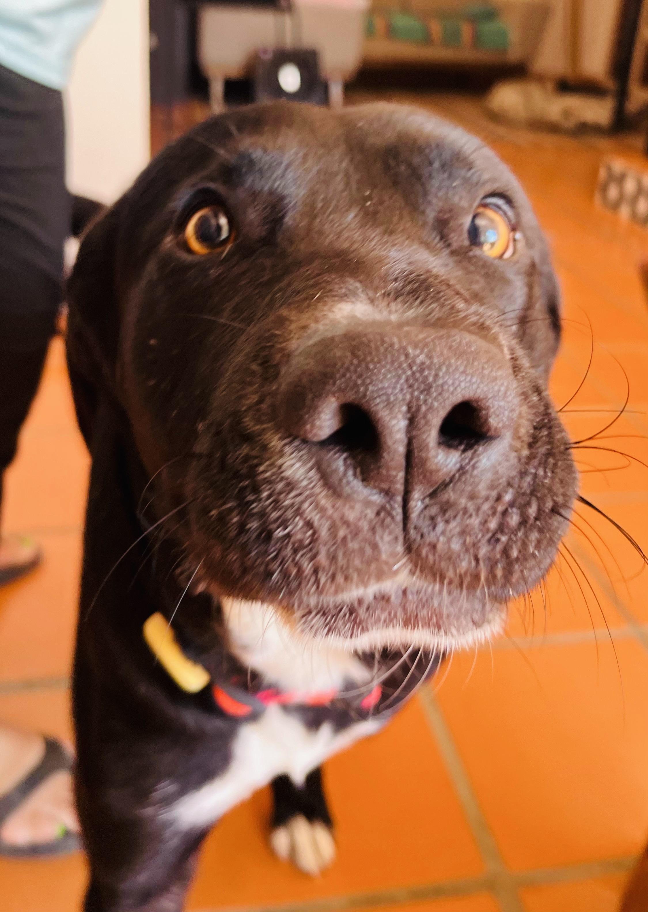 Rico, an adopted mixed breed in oregon city, OR image 3/6