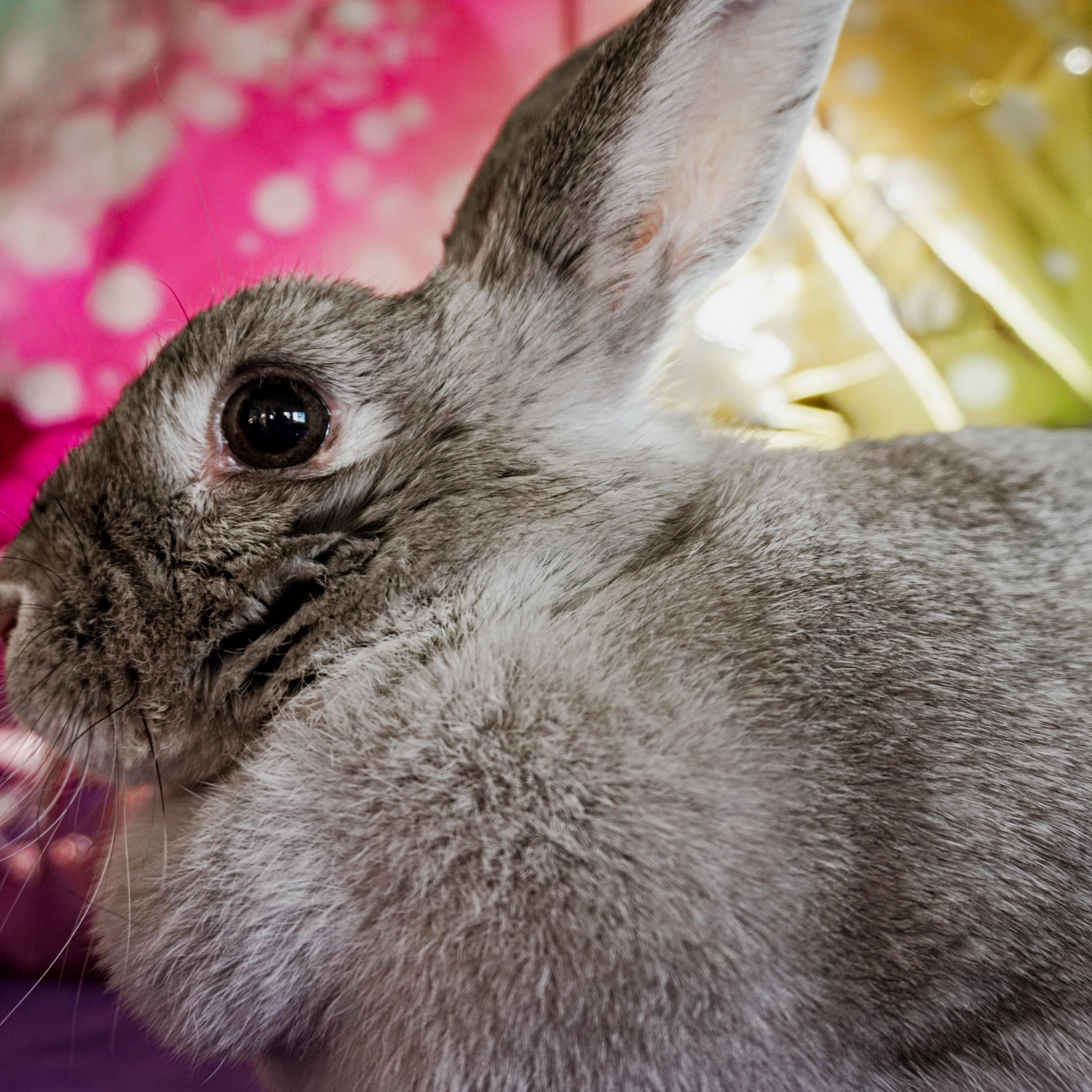 Enlarge Betty, a ADOPTABLE Chinchilla in Long Beach, CA image 2/3
