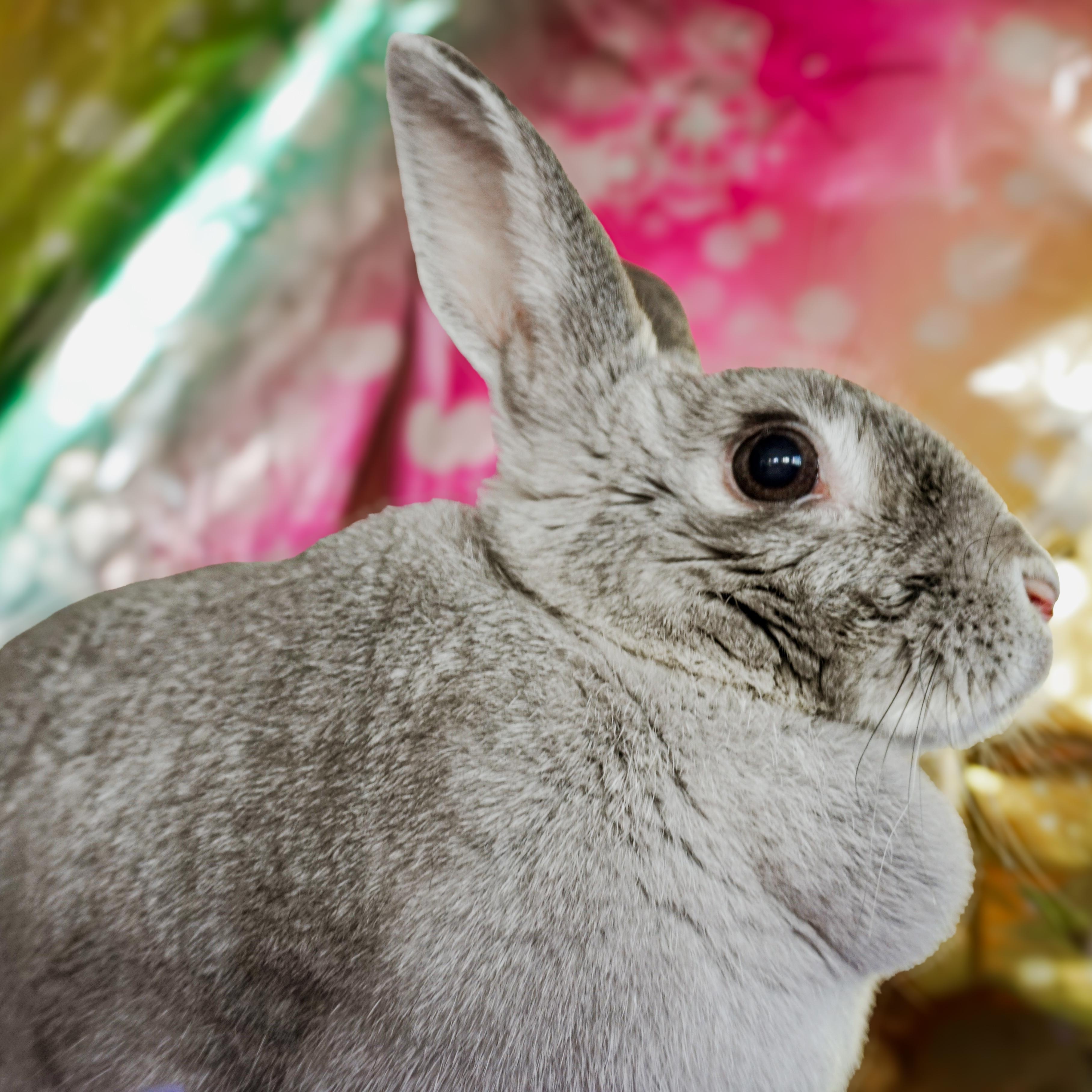 Enlarge Betty, a ADOPTABLE Chinchilla in Long Beach, CA image 3/3