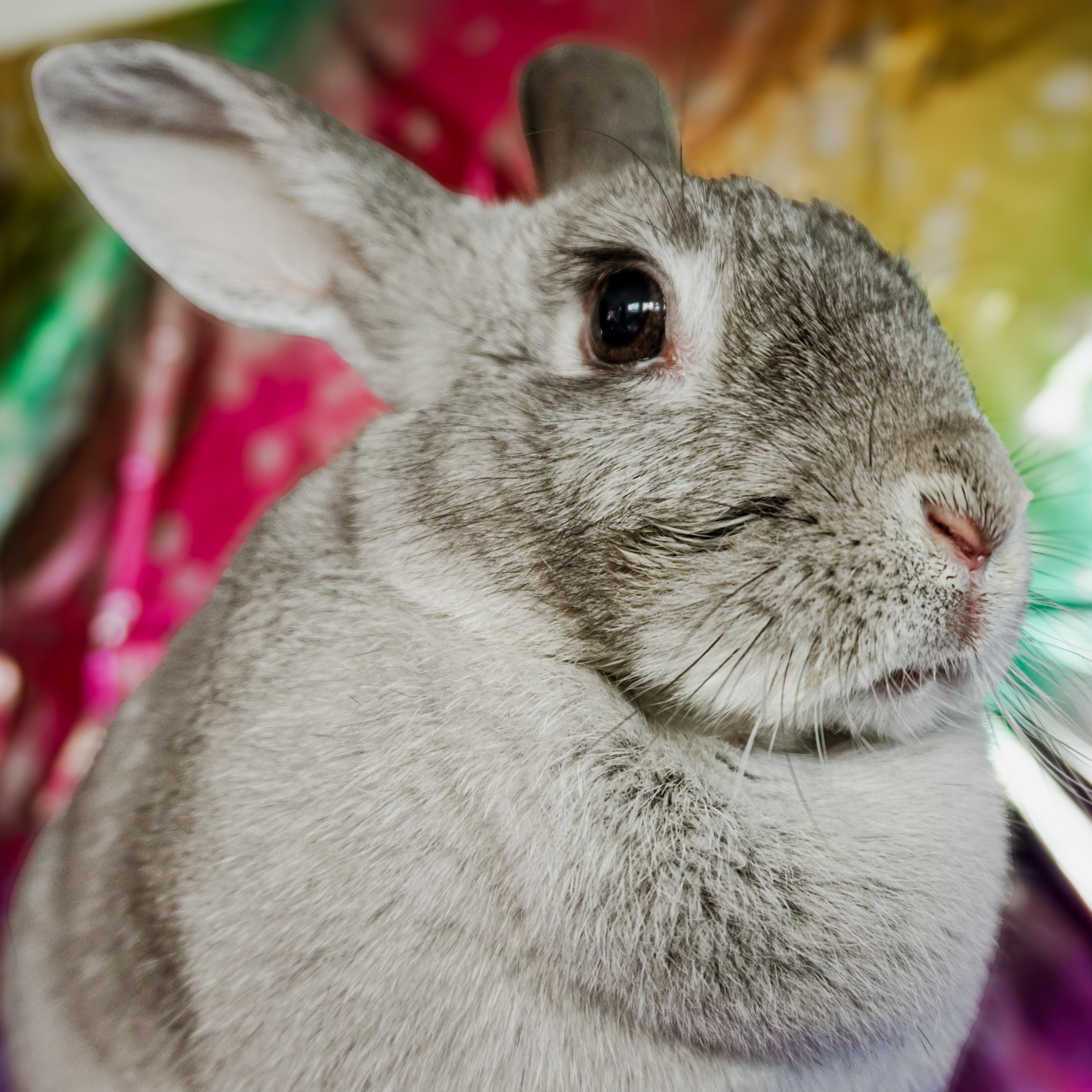 Enlarge Betty, a ADOPTABLE Chinchilla in Long Beach, CA image 1/3