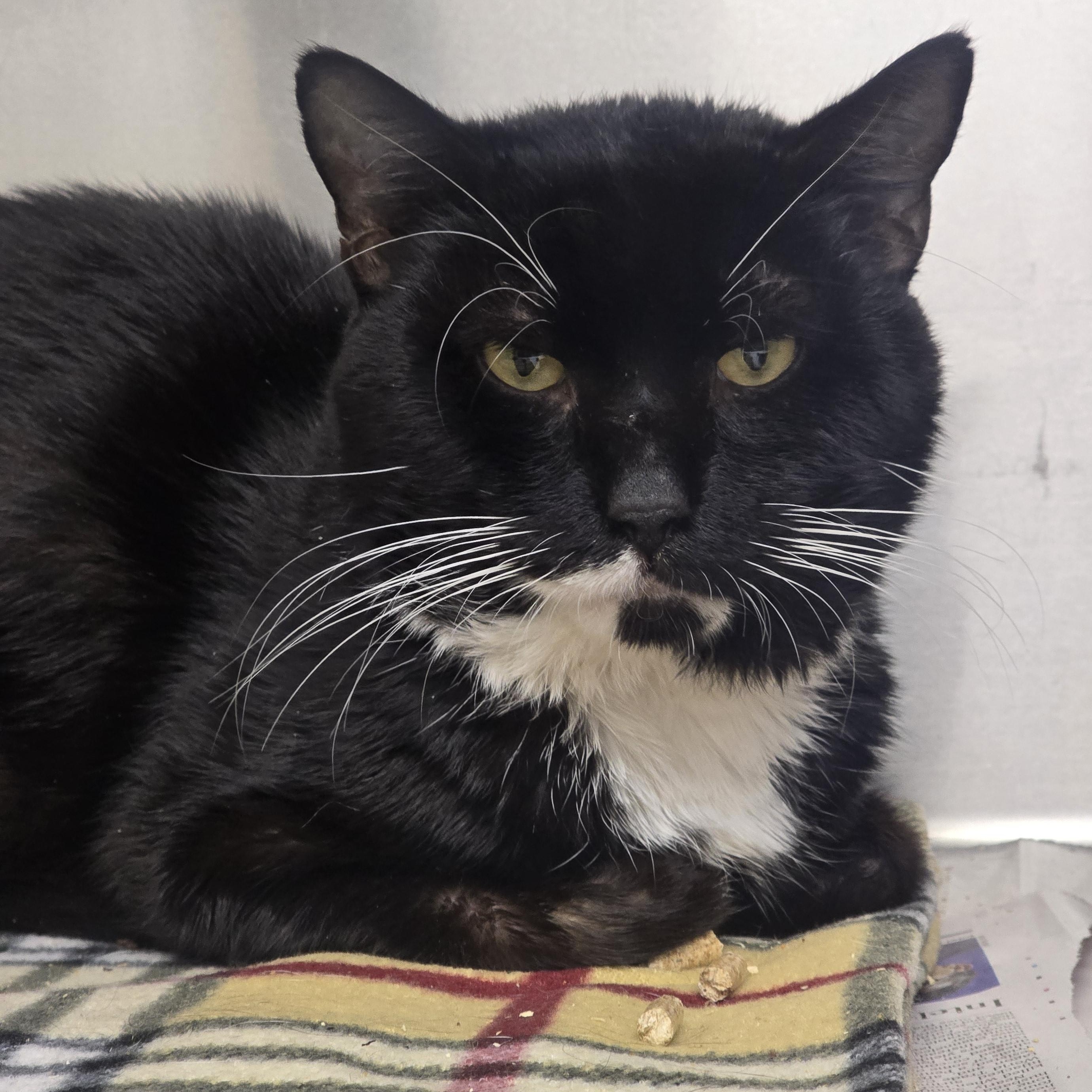 Enlarge Gary, a Adoptable Domestic Short Hair in Edison, NJ image 1/1