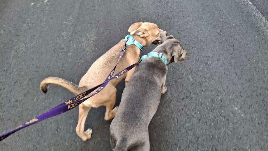 BLAKE, Adopted, Young Male German Shepherd Dog & Pit Bull Terrier.