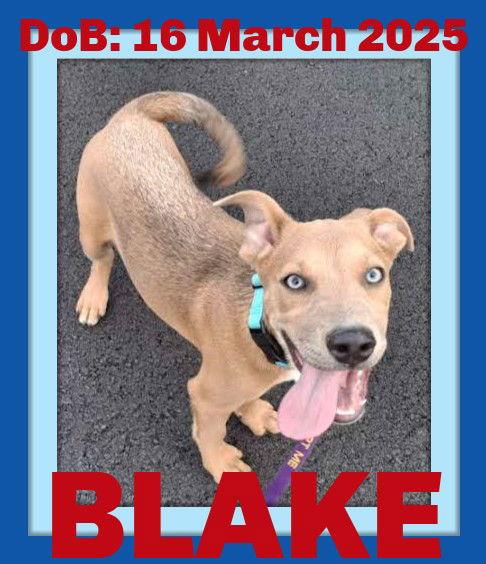 Enlarge BLAKE, a Adopted mixed breed in Sebec, ME image 2/3
