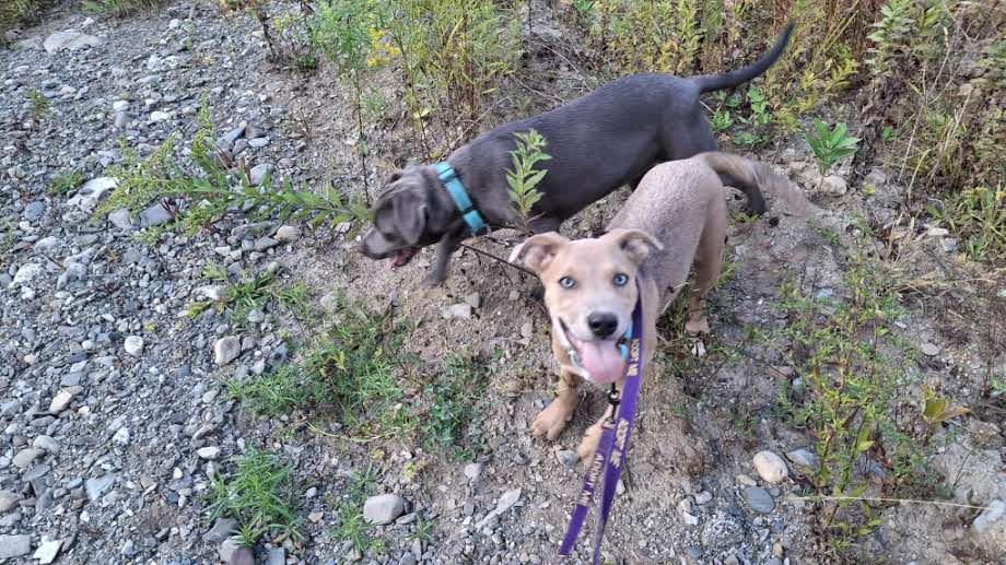 Enlarge BLAKE, a Adopted mixed breed in Sebec, ME image 3/3