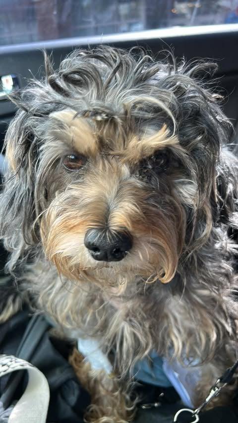 Nugget, ADOPTABLE, Senior Male Poodle.