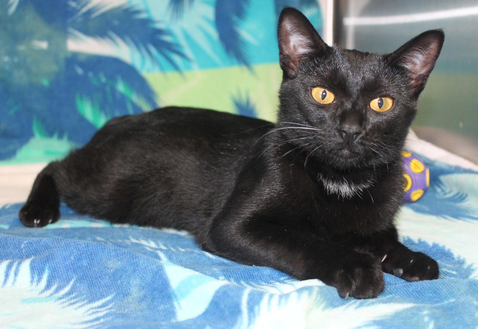 Emma - 42916, a Adoptable Domestic Short Hair in Prattville, AL image 1/3