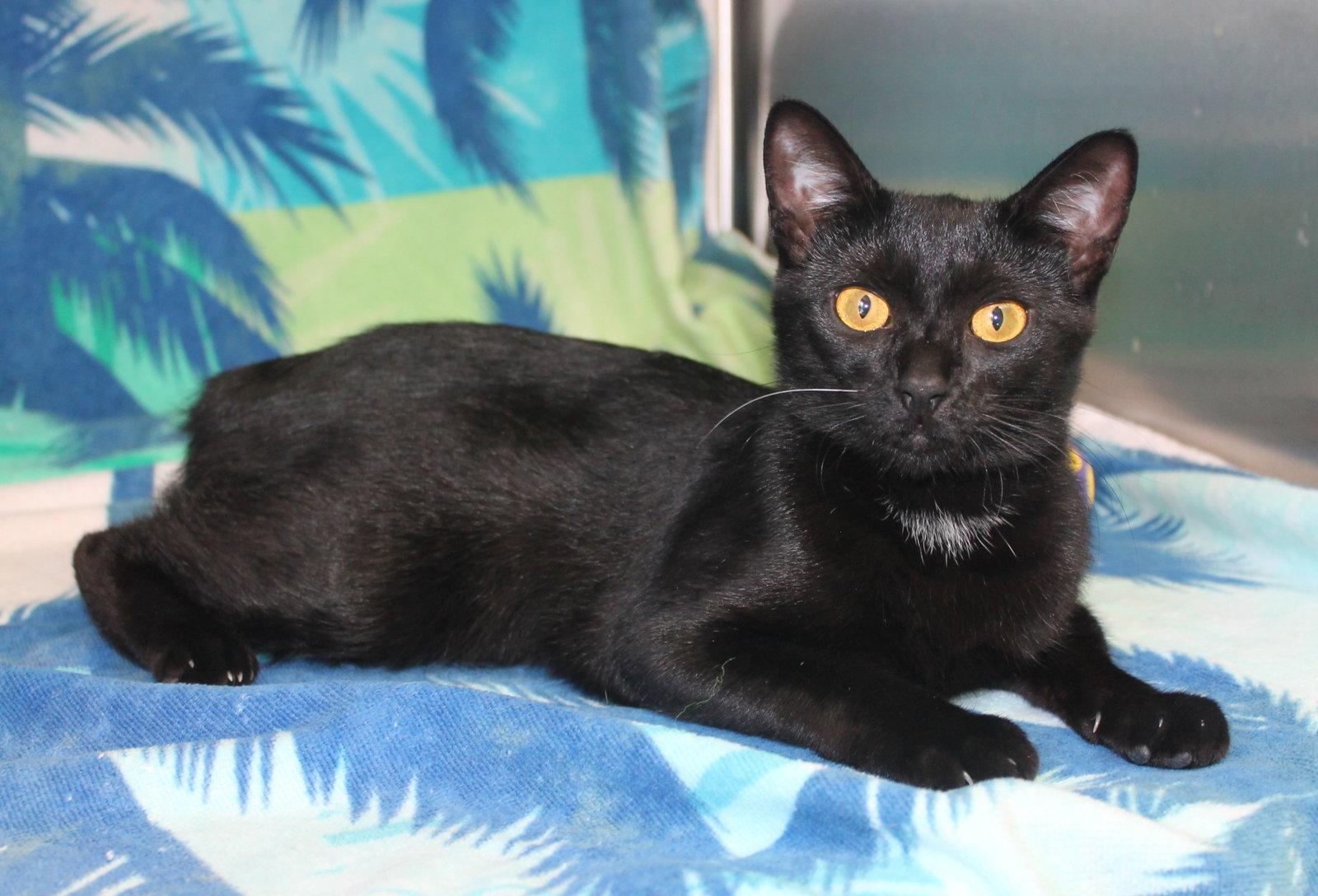 Emma - 42916, a Adoptable Domestic Short Hair in Prattville, AL image 2/3