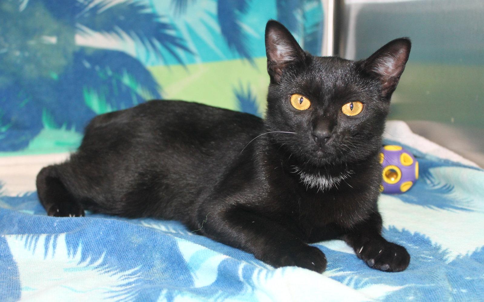 Emma - 42916, a Adoptable Domestic Short Hair in Prattville, AL image 3/3