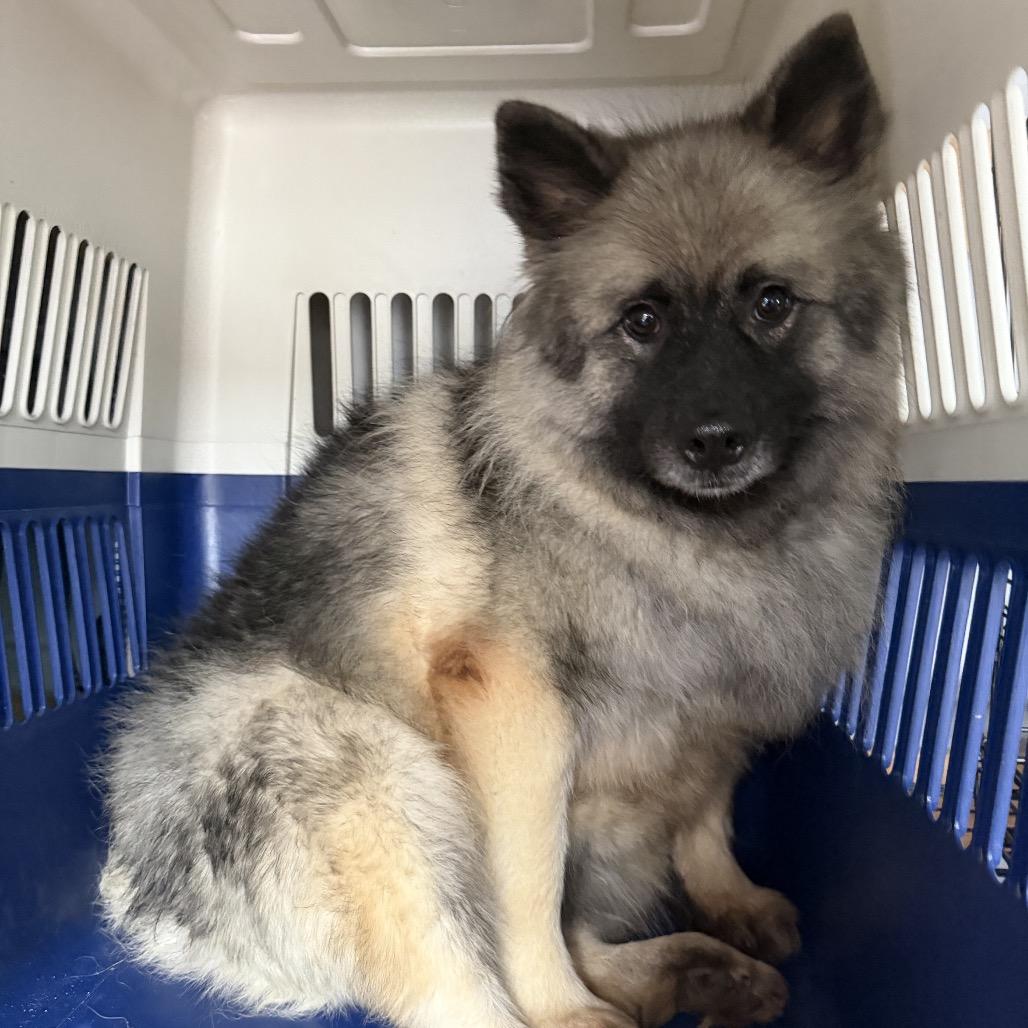 Abigail, Adoptable, Adult Female Keeshond.