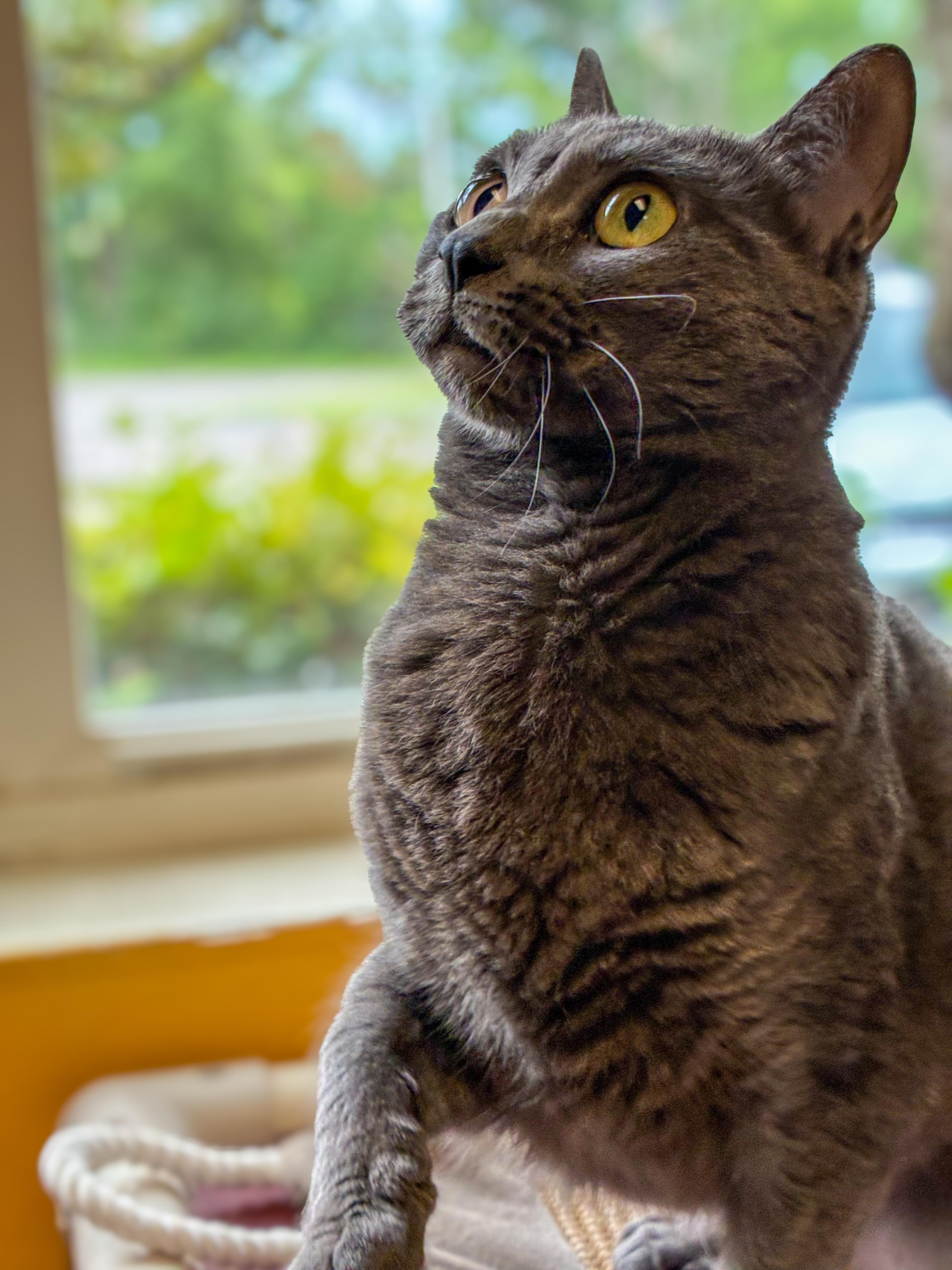 Safire, ADOPTABLE, Adult Female Domestic Short Hair.