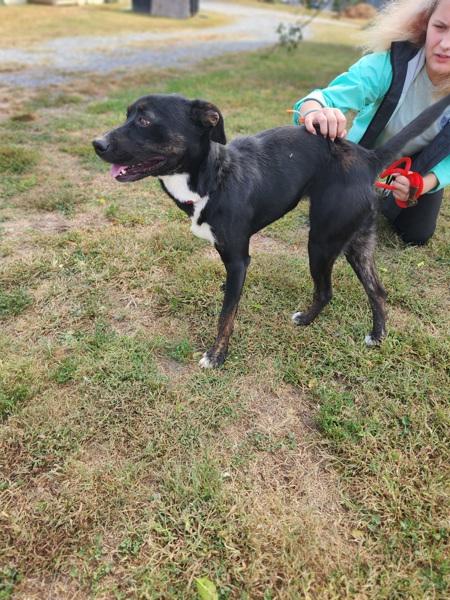 Precious, Adoptable, Young Female Mountain Cur.
