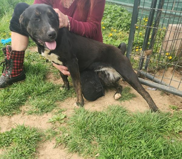 Enlarge Precious, a Adoptable mixed breed in Cleveland, TN image 2/3