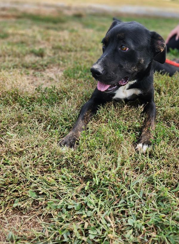 Enlarge Precious, a Adoptable mixed breed in Cleveland, TN image 3/3