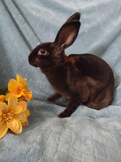 Enlarge Kalyn, a Adoptable Mini Rex in Plymouth, MI image 1/5