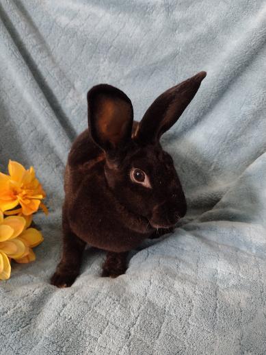 Enlarge Kalyn, a Adoptable Mini Rex in Plymouth, MI image 2/5
