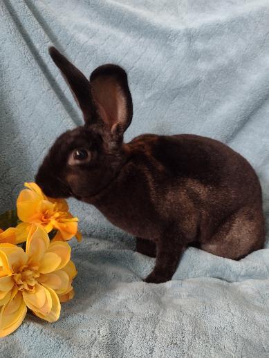 Enlarge Kalyn, a Adoptable Mini Rex in Plymouth, MI image 3/5