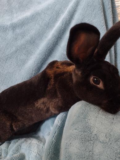 Enlarge Kalyn, a Adoptable Mini Rex in Plymouth, MI image 4/5