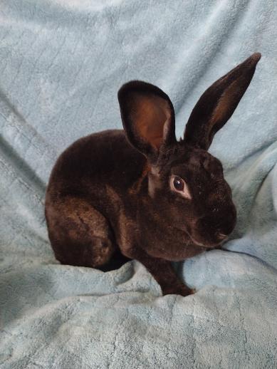 Enlarge Kalyn, a Adoptable Mini Rex in Plymouth, MI image 5/5