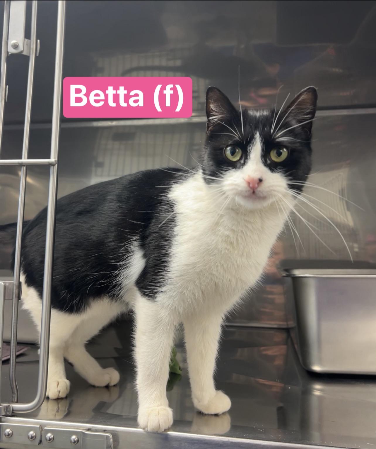 Enlarge Betta, an adopted Domestic Short Hair in Montville, NJ image 1/1