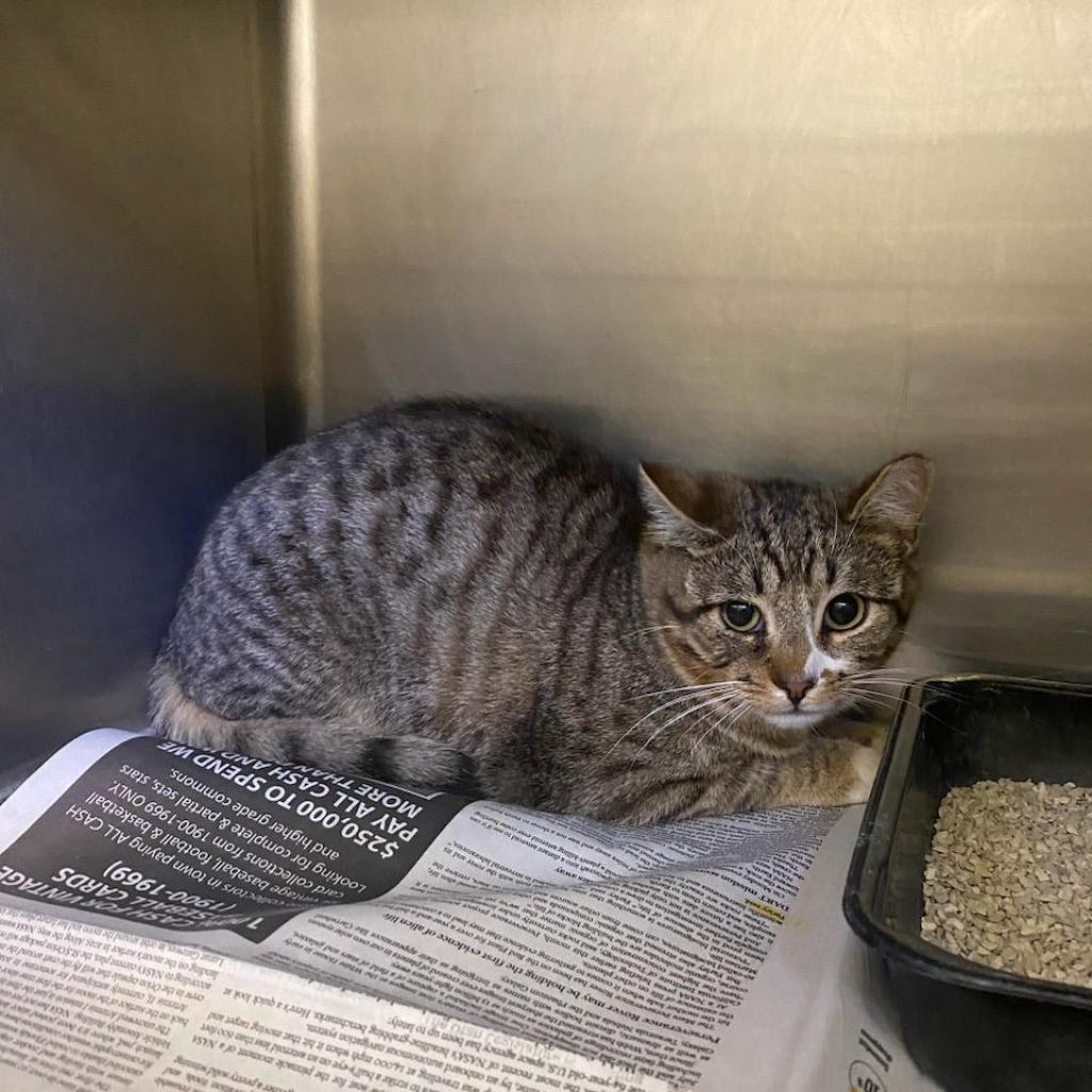 Boots, Adoptable, Adult Male Domestic Short Hair.