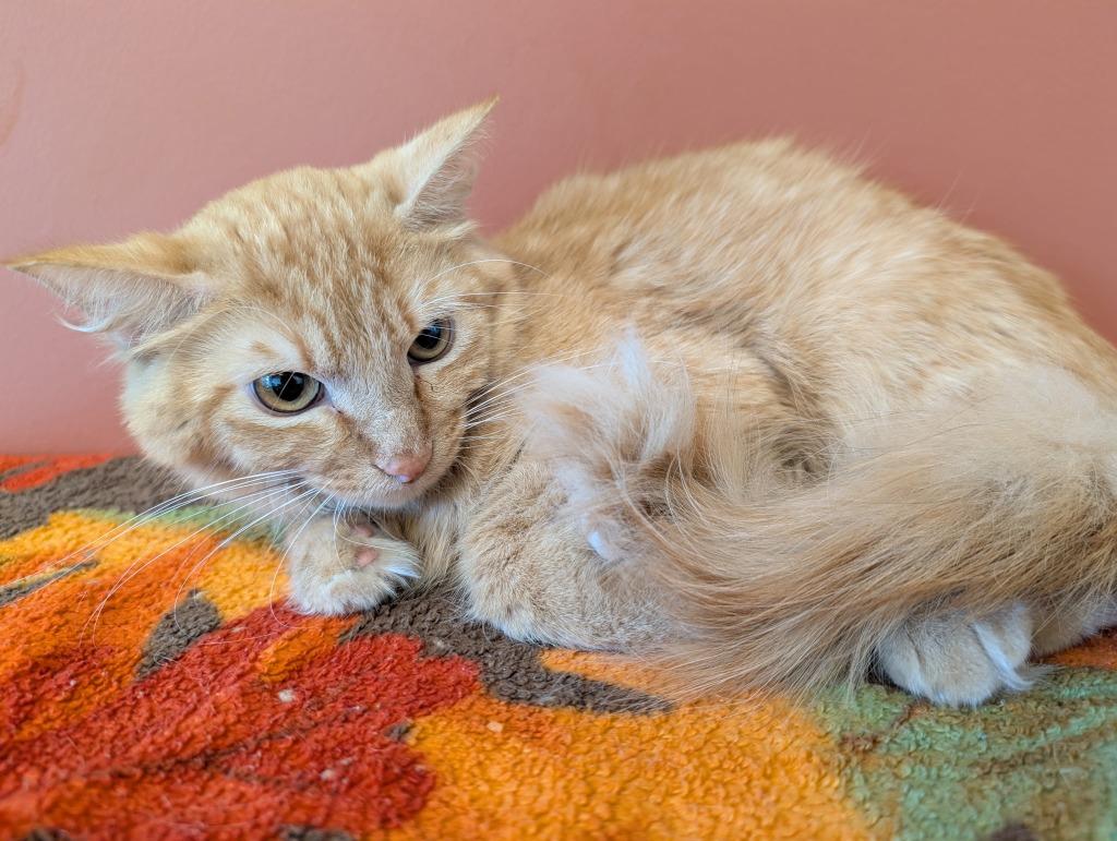 Enlarge Dwight, a Adoptable mixed breed in Superior, WI image 1/1