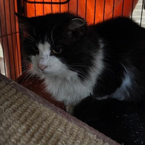 Enlarge 0226-98 Dominic, a Adoptable Domestic Long Hair in Abingdon, MD image 1/1