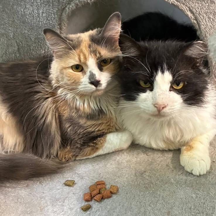 Enlarge 0226-98 Dominic, a Adoptable Domestic Long Hair in Abingdon, MD image 2/4