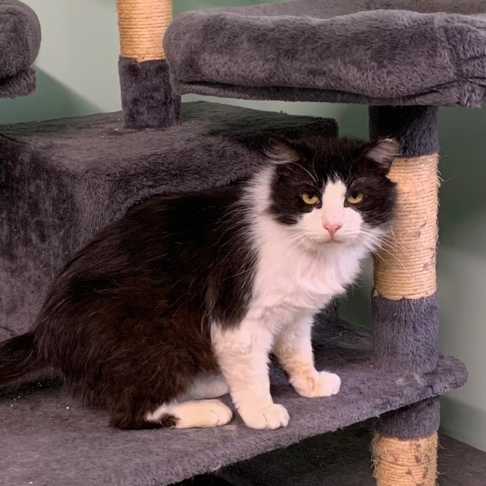 Enlarge 0226-98 Dominic, a Adoptable Domestic Long Hair in Abingdon, MD image 3/4