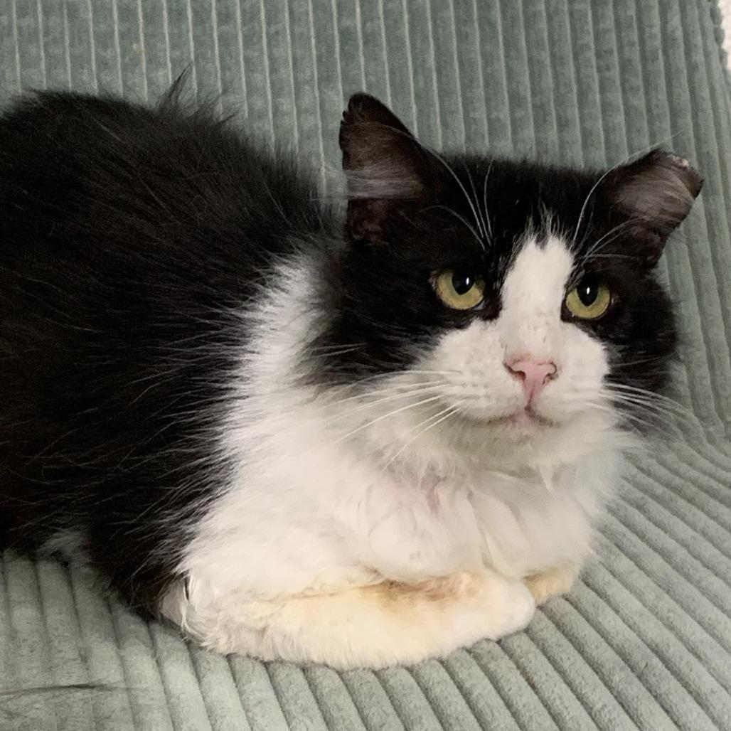 Enlarge 0226-98 Dominic, a Adoptable Domestic Long Hair in Abingdon, MD image 4/4