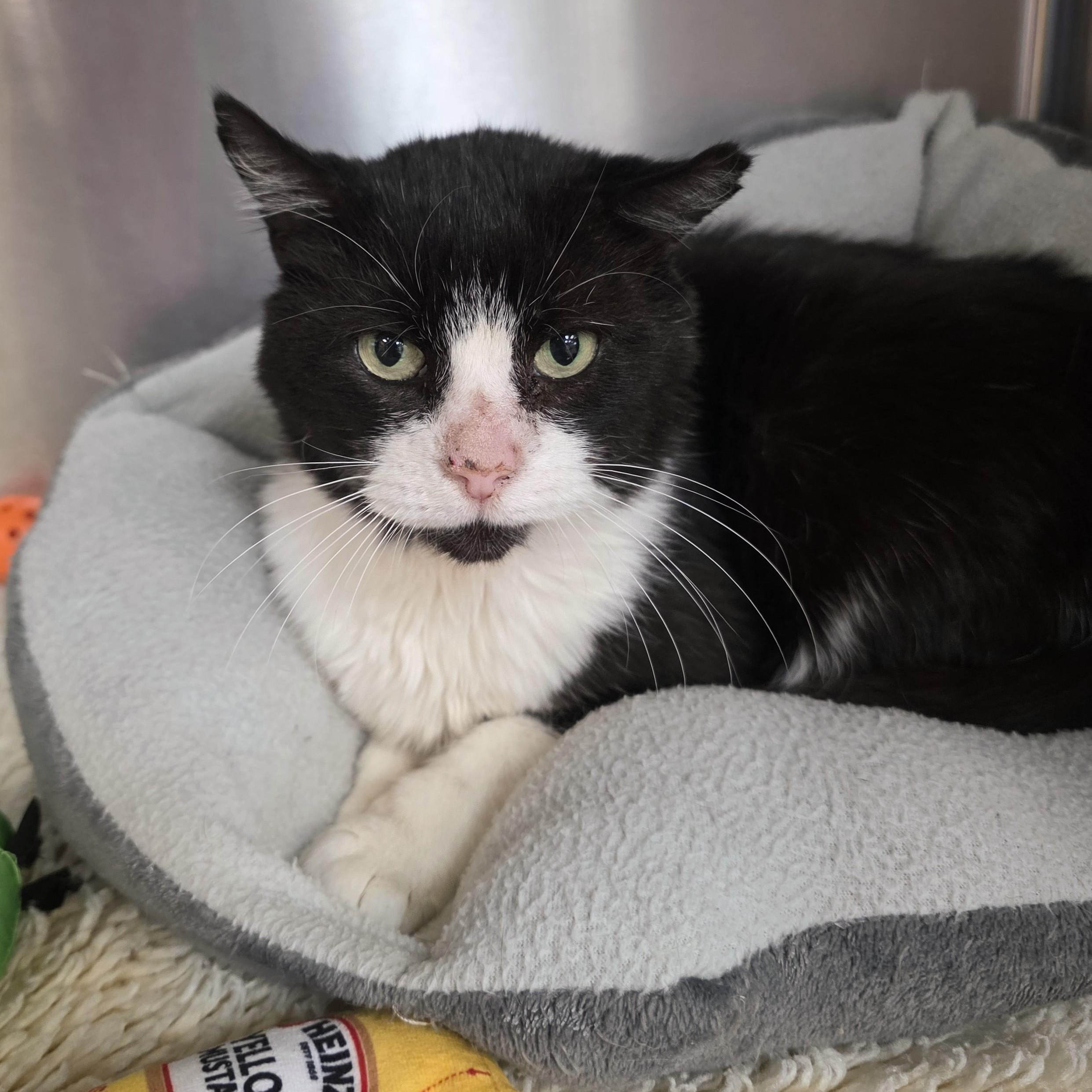Enlarge Wally, a Adoptable Domestic Short Hair in Macomb Twp, MI image 5/6