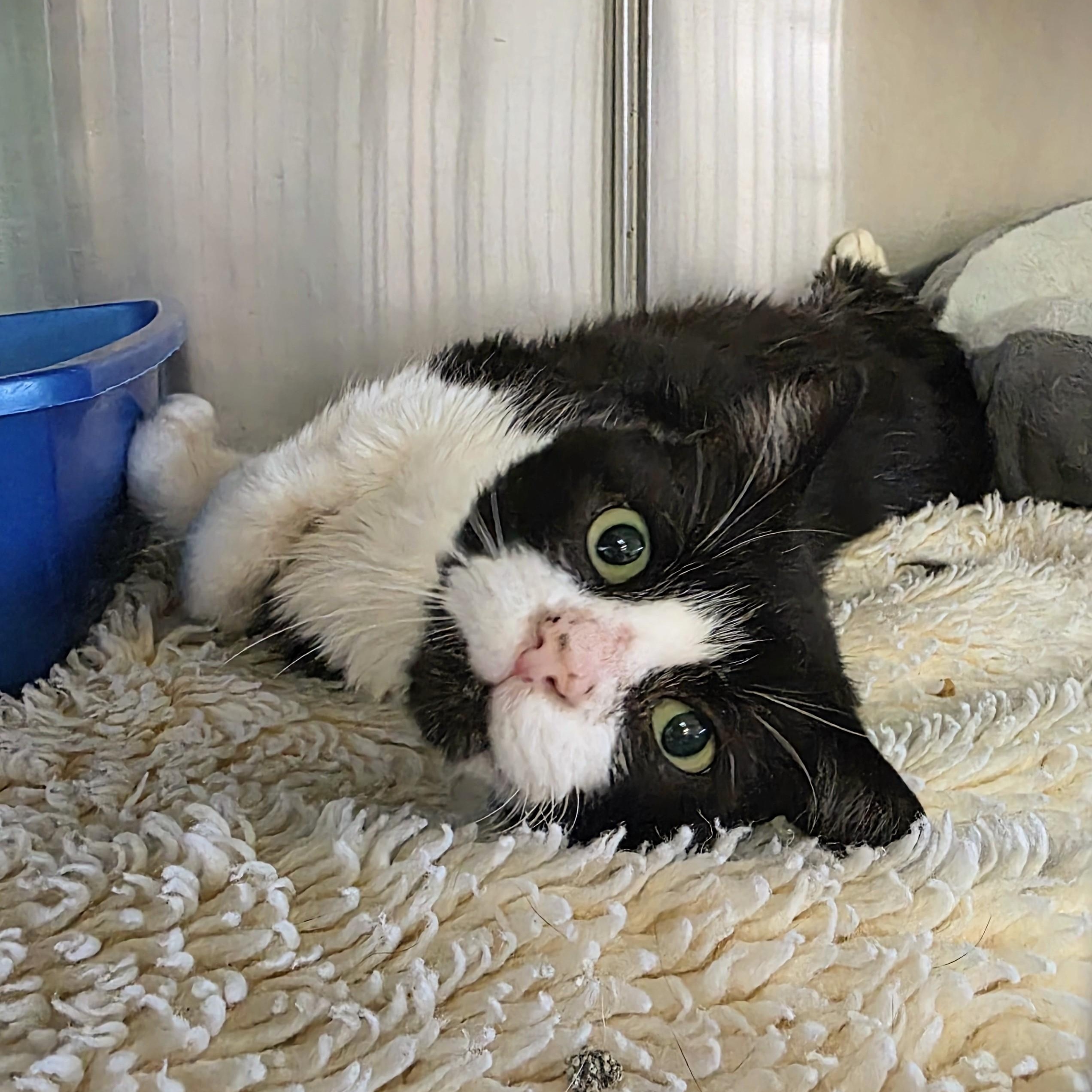 Enlarge Wally, a Adoptable Domestic Short Hair in Macomb Twp, MI image 4/6