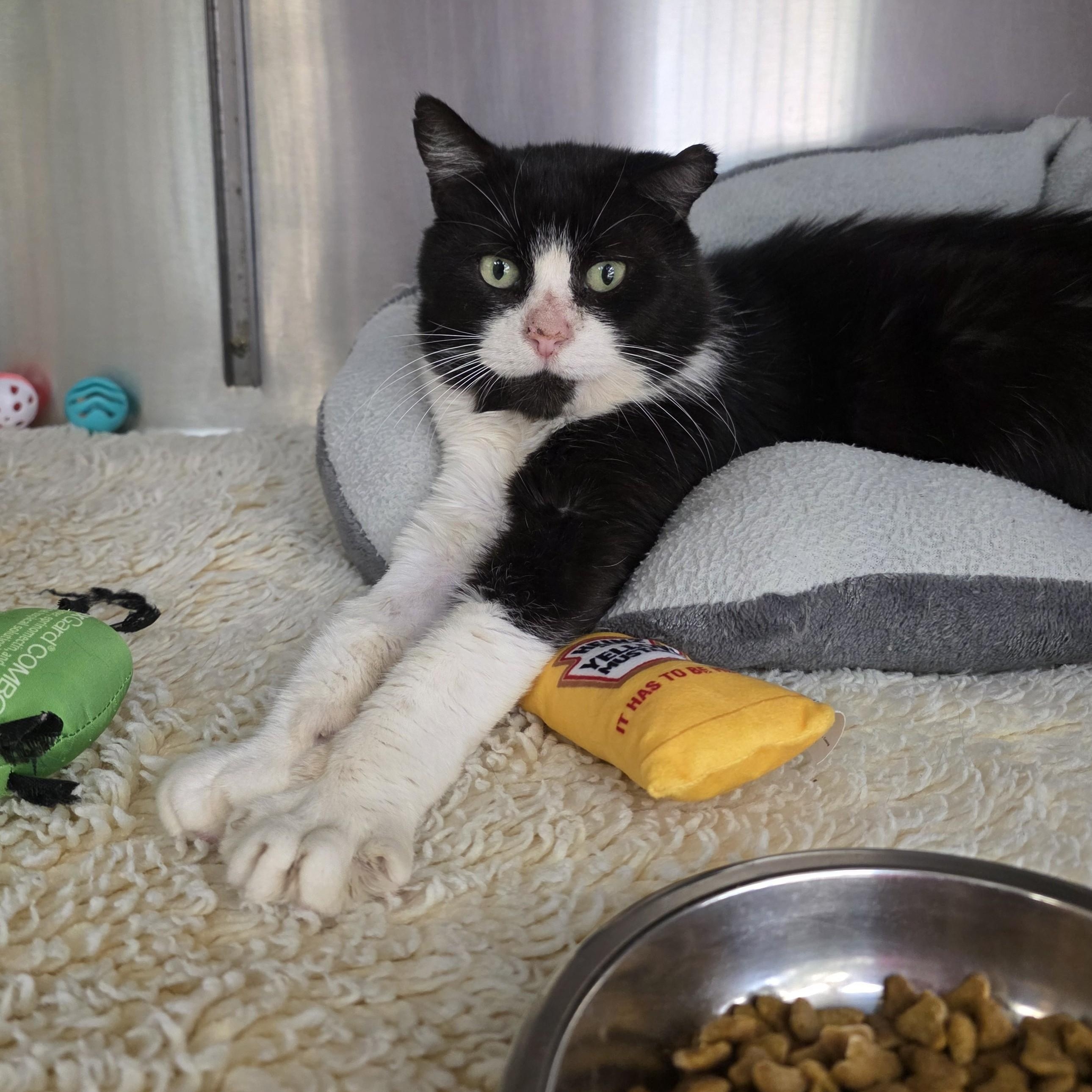 Enlarge Wally, a Adoptable Domestic Short Hair in Macomb Twp, MI image 3/6