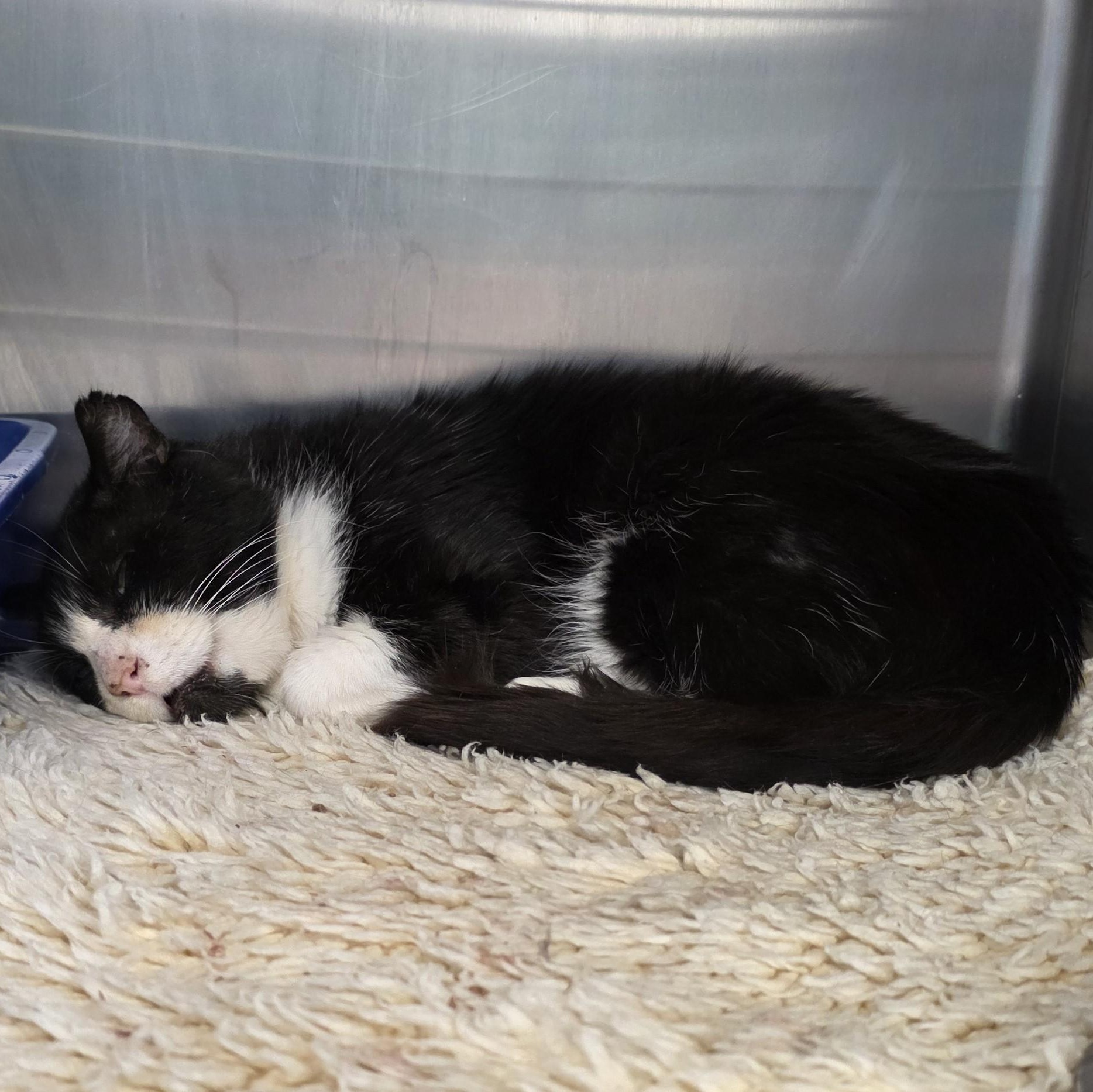 Enlarge Wally, a Adoptable Domestic Short Hair in Macomb Twp, MI image 6/6