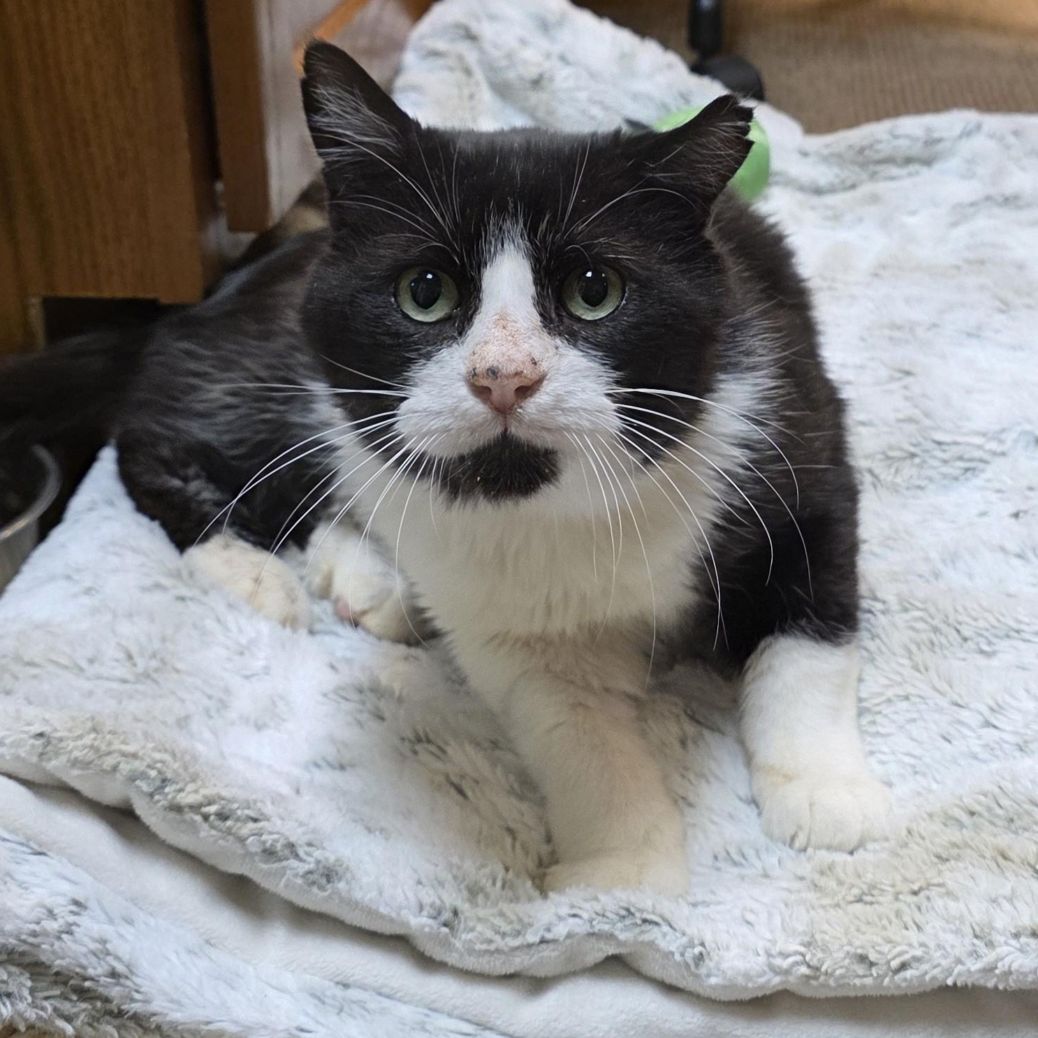 Enlarge Wally, a Adoptable Domestic Short Hair in Macomb Twp, MI image 2/6