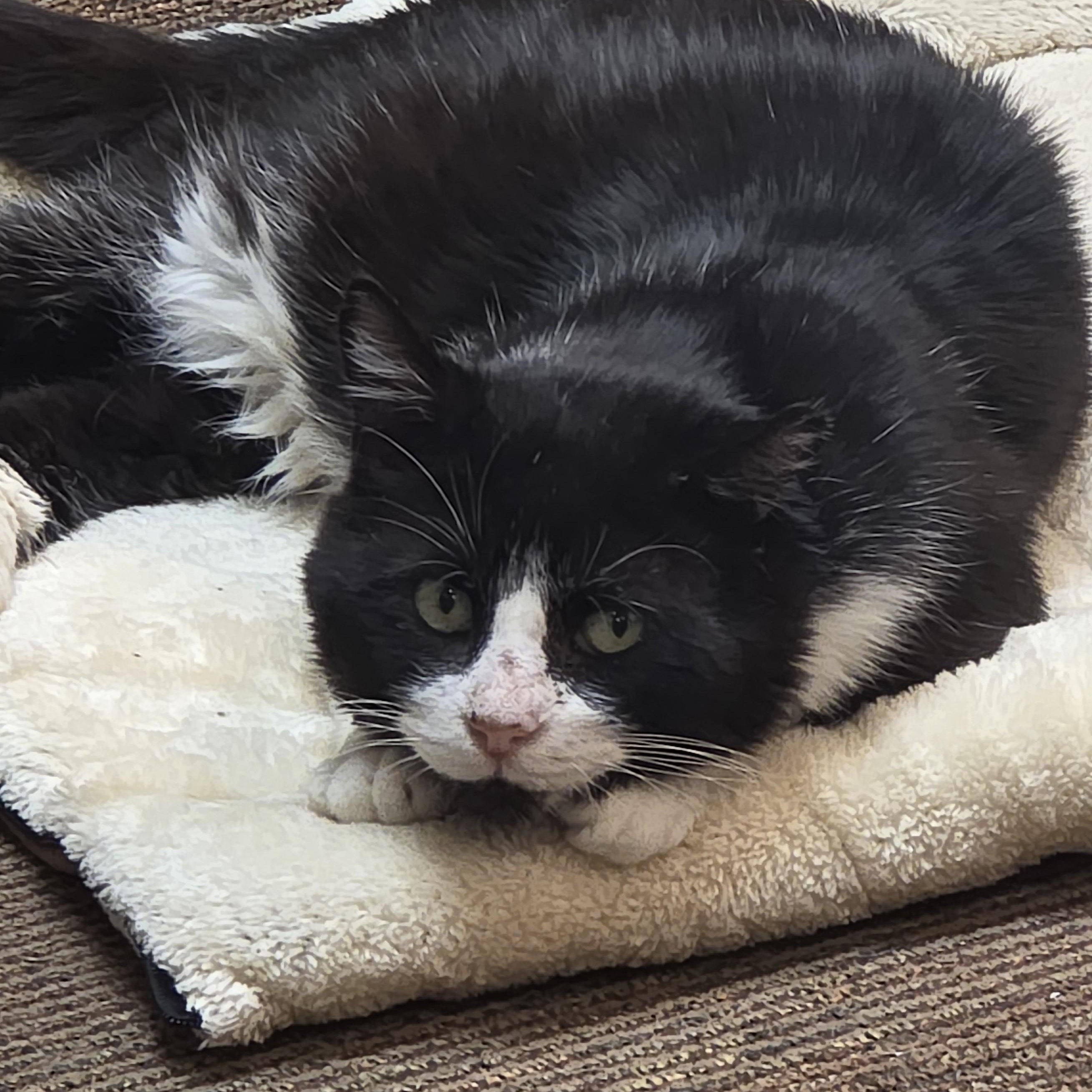 Wally, Adoptable, Adult Male Domestic Short Hair.