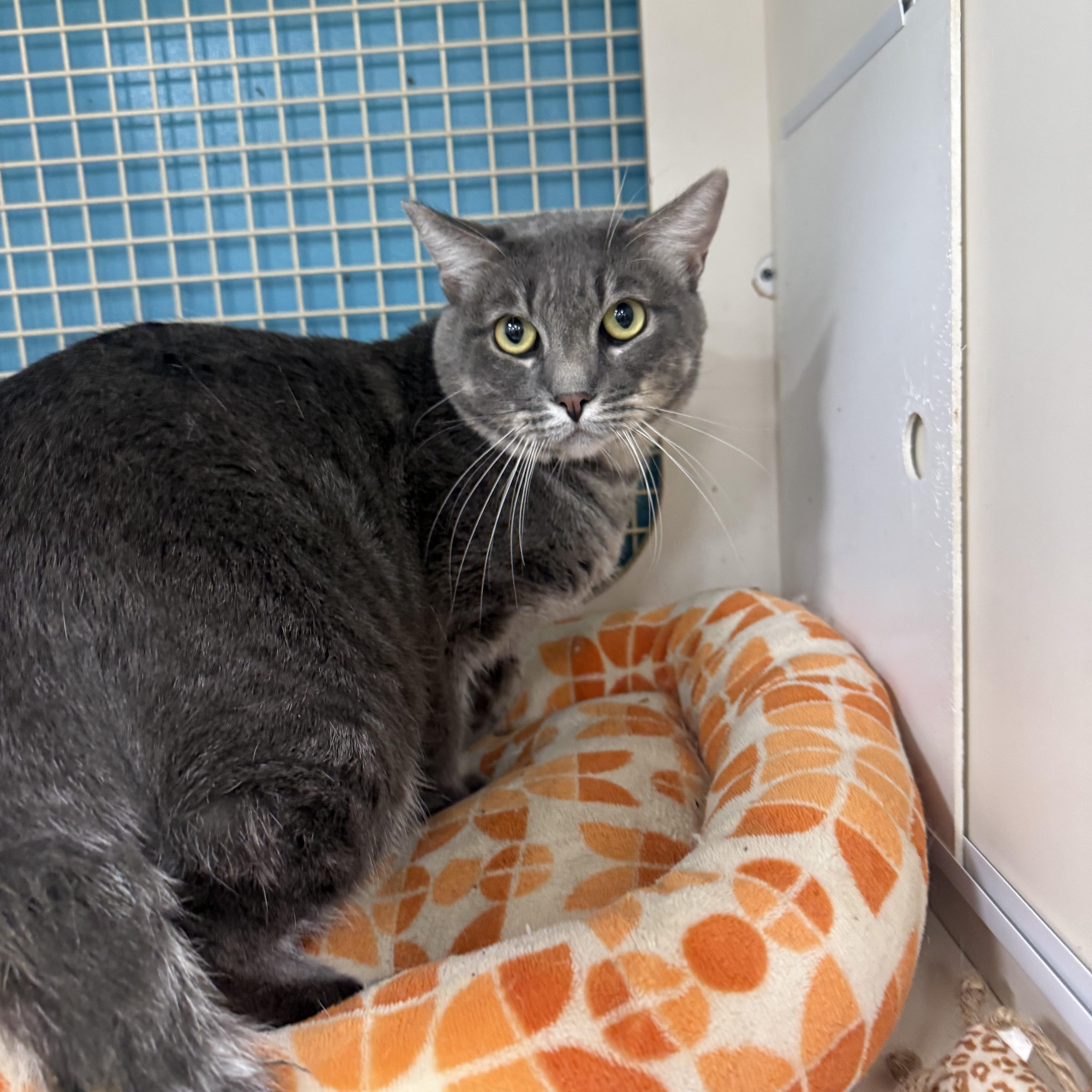 Enlarge Bear, an adopted Tabby in Las Vegas, NV image 1/1