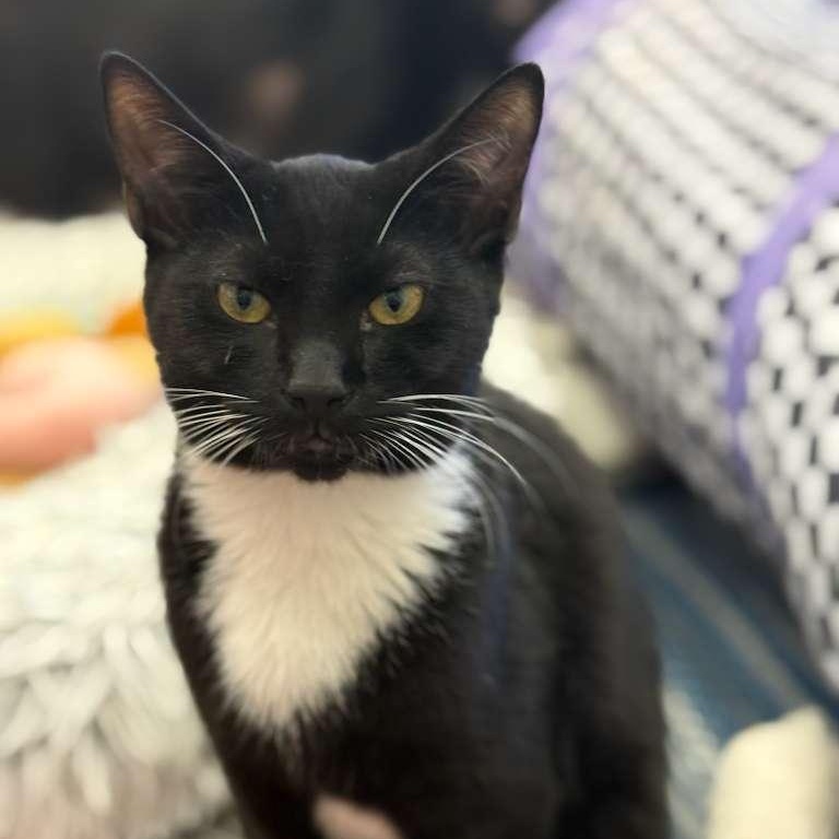 Enlarge Boo, a ADOPTABLE Domestic Short Hair in Miami Beach, FL image 1/6