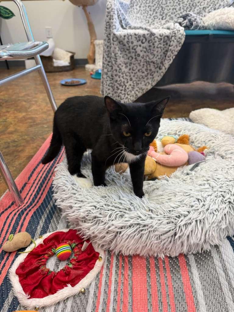 Enlarge Boo, a ADOPTABLE Domestic Short Hair in Miami Beach, FL image 6/6